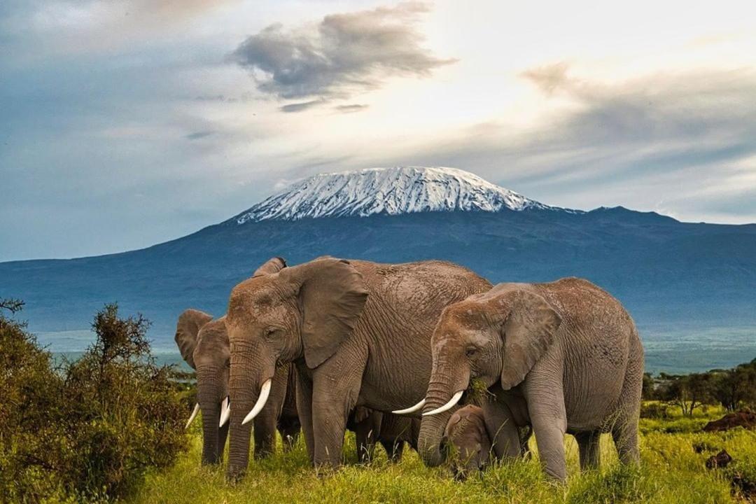 Amboseli Cultural Camping المظهر الخارجي الصورة